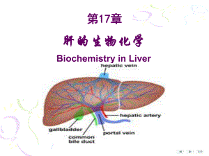 生物化学课件：20-肝的生化