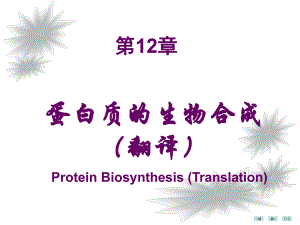 生物化学课件：12-蛋白质生物合成