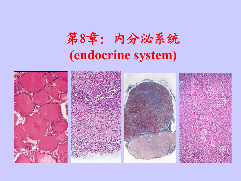 組織學(xué)與胚胎學(xué) 第八章 內(nèi)分泌系統(tǒng) new_第1頁(yè)