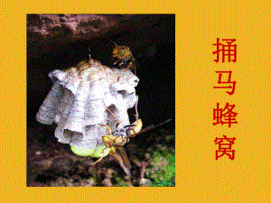 四年级语文下册捅马蜂窝课件北京版