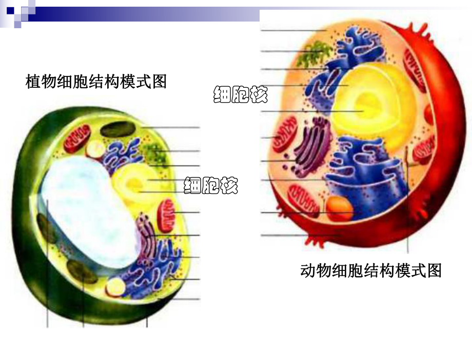 三3細胞核——系統(tǒng)的控制中心_第1頁