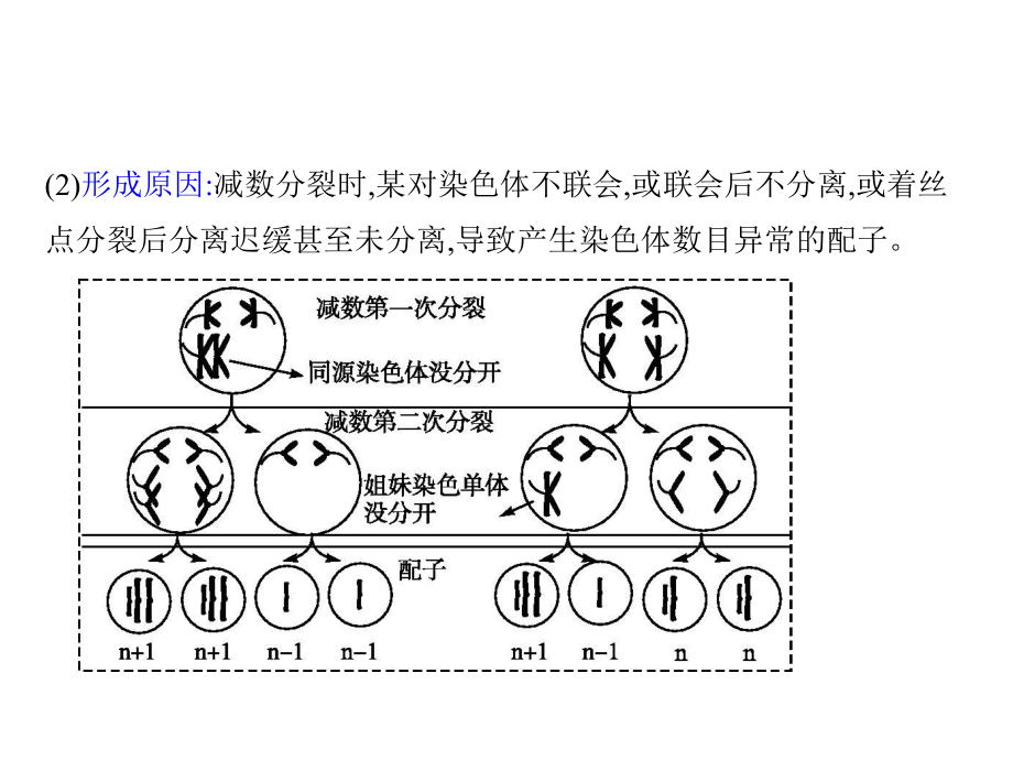 離遲緩甚至未分離導致產生染色體數目異常的配子