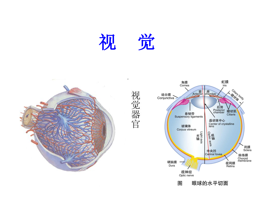 神經(jīng)生物學 感覺系統(tǒng)視覺_第1頁