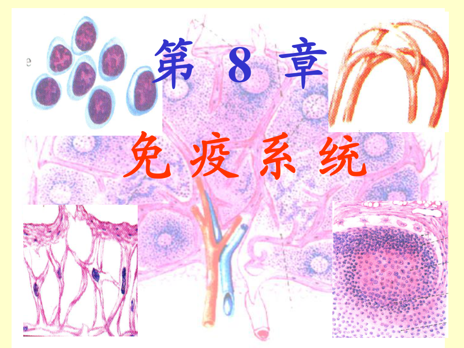 組織學(xué)與胚胎學(xué) 免疫系統(tǒng)_第1頁