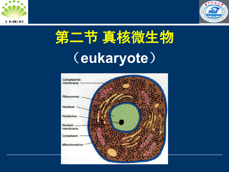 微生物課件 第三章第二節(jié)真核微生物_第1頁