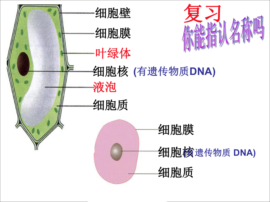 细菌PPT课件_第1页