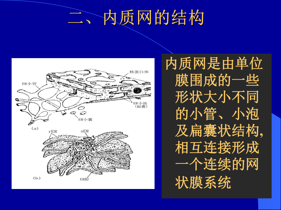 生物竞赛复习课件内质网与高尔基体