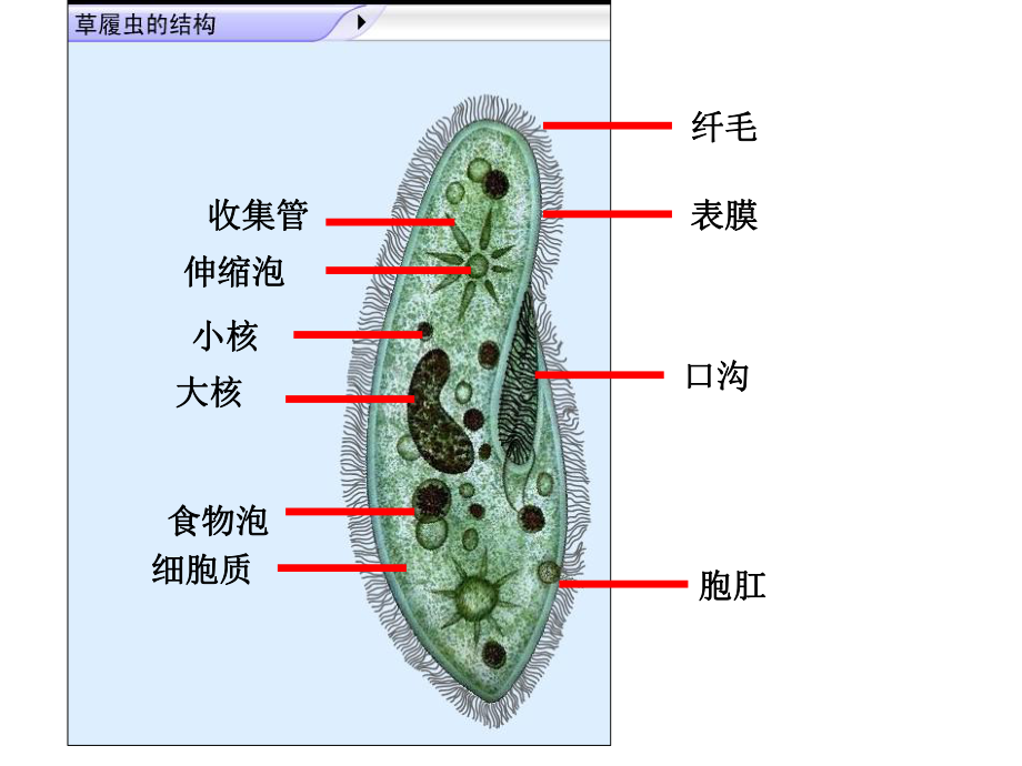草履虫的显微结构图图片