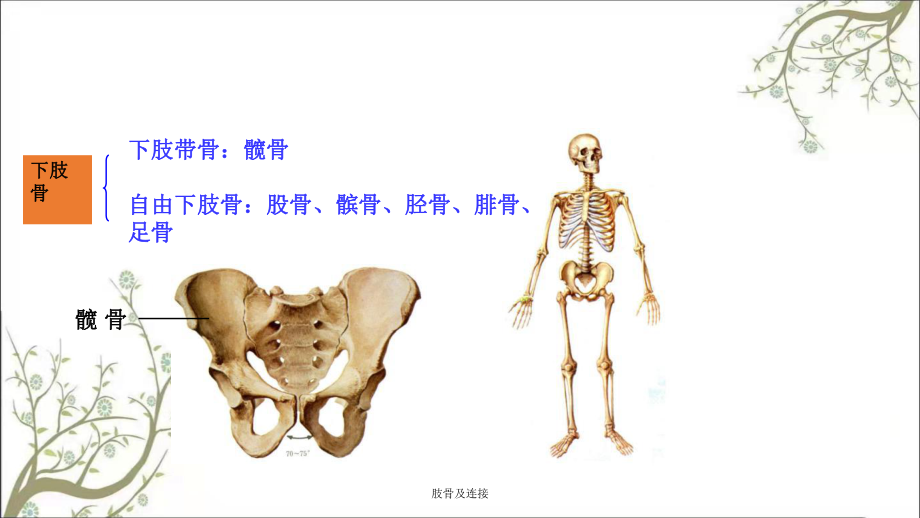 肢骨及连接课件_第1页