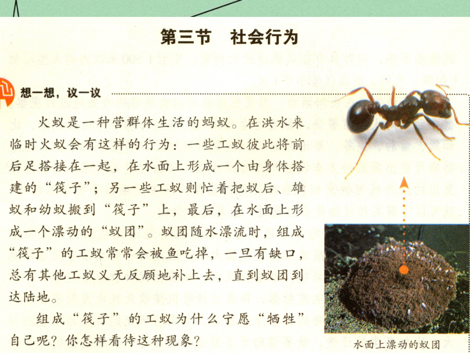 人教初中生物八上《第5單元 第2章 第3節(jié) 社會行為》PPT課件 (15)_第1頁