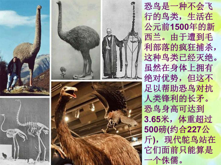 史前灭绝动物名单图片