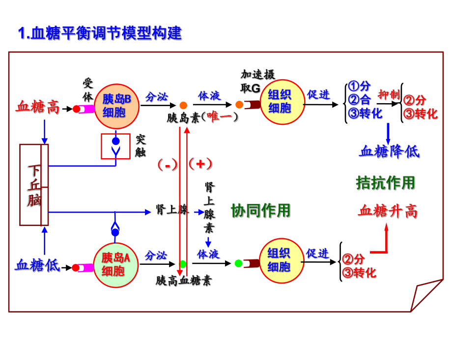 内环境的稳态思维导图图片