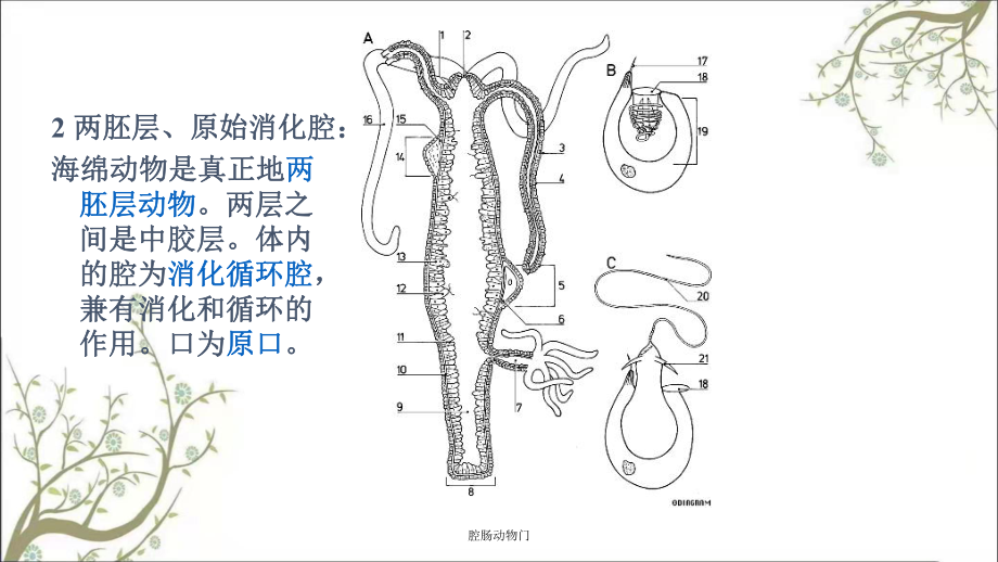 腔肠动物形态图片