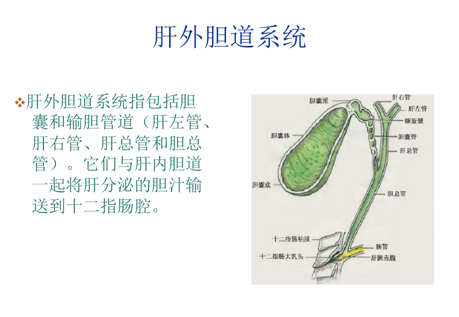 肝外膽道系統