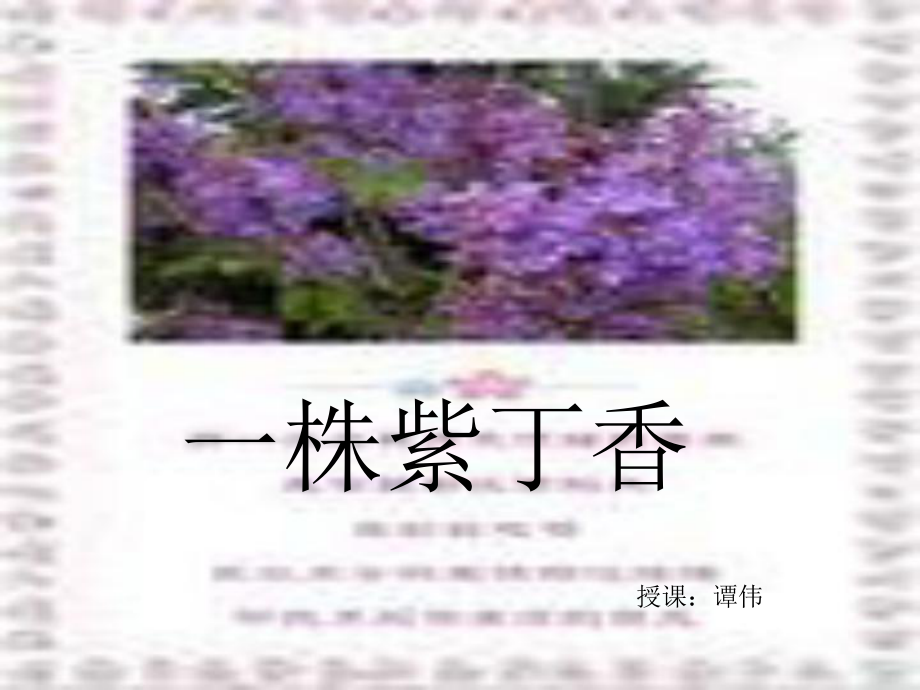 一株紫丁香ppt课件5_第1页