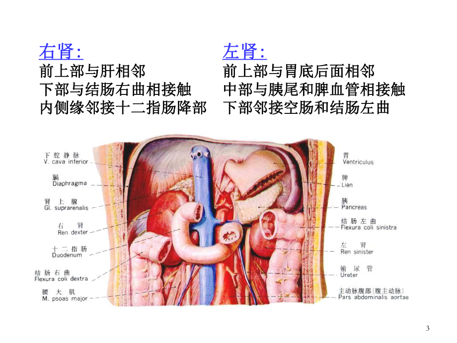 腹膜后在哪个位置图解图片