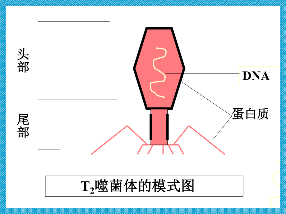 噬菌体侵染细菌过程