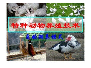 特种经济动物养殖培训班课程03兔课件