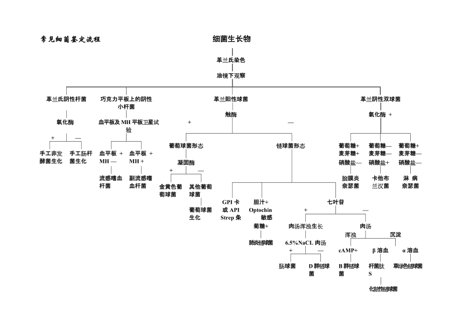 常见细菌鉴定流程