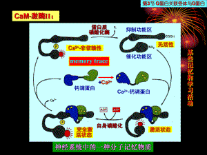 中国海洋大学细胞生物学课件14细胞信号传递