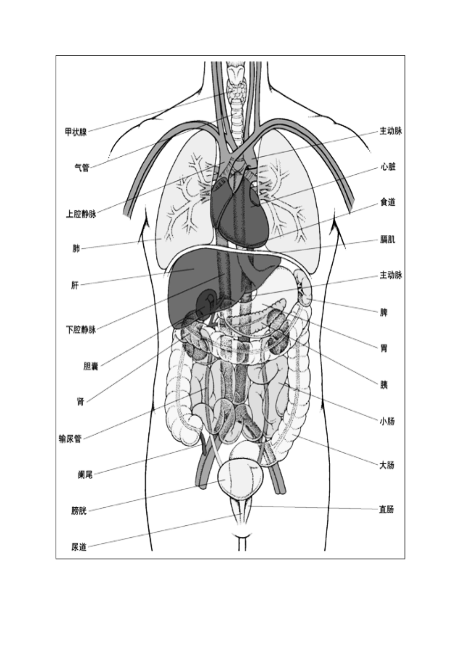 右腹部器官位置图图片