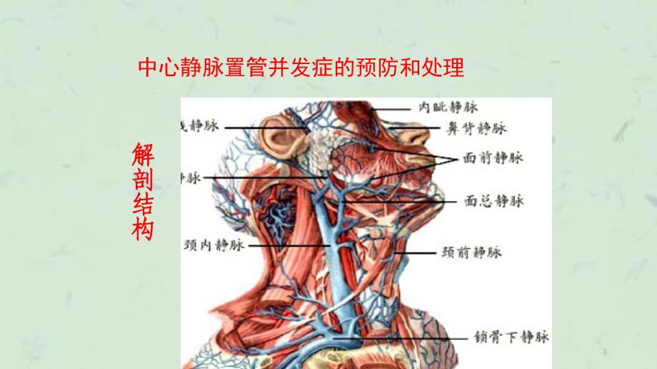 中心静脉在哪里图片