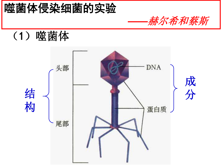 公开课噬菌体侵染细菌实验