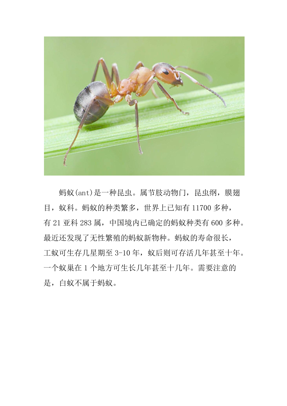 昆虫图片加文字介绍图片