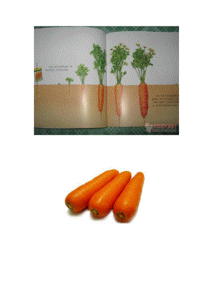 胡萝卜的生长过程