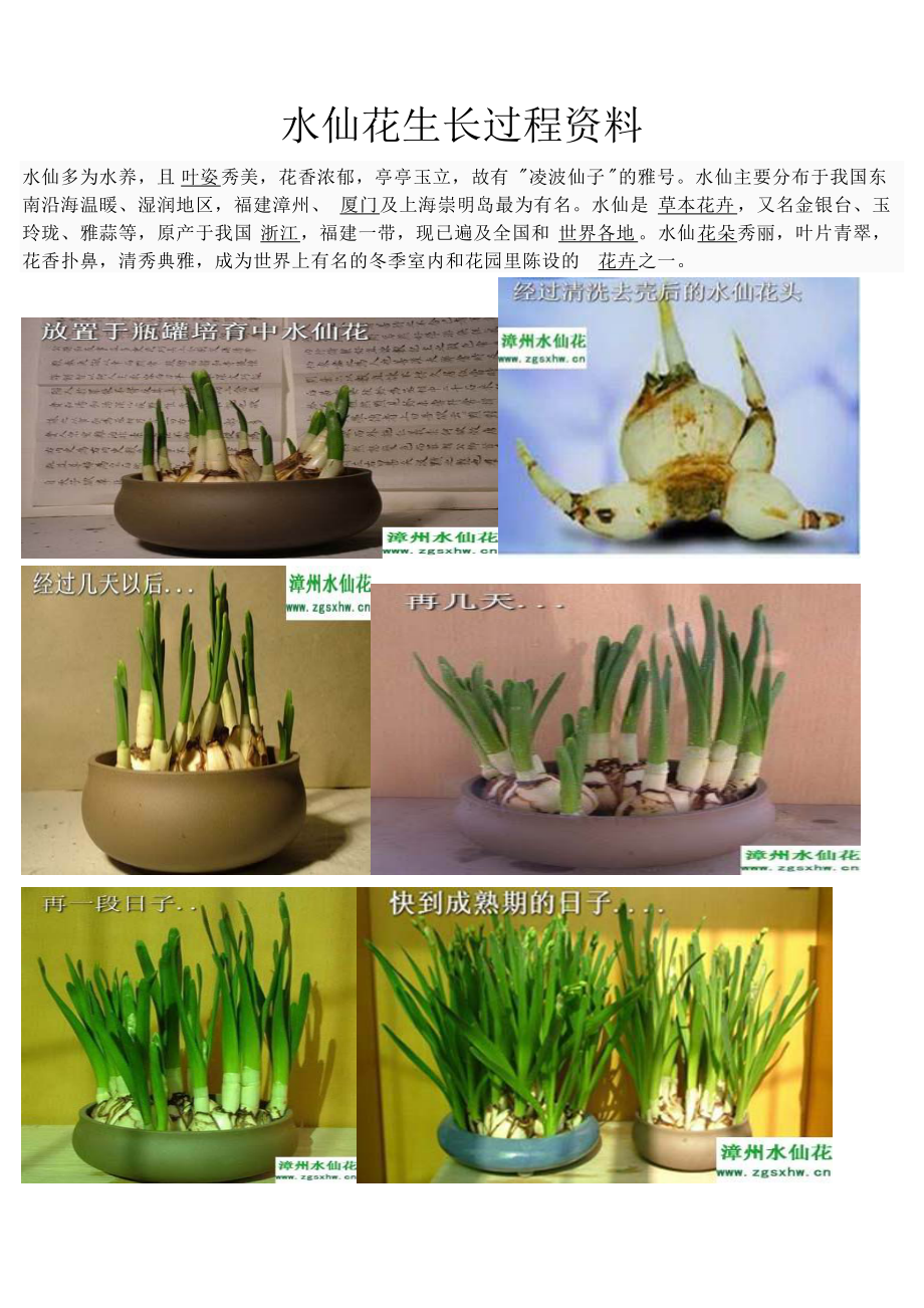 水仙花养殖过程图片