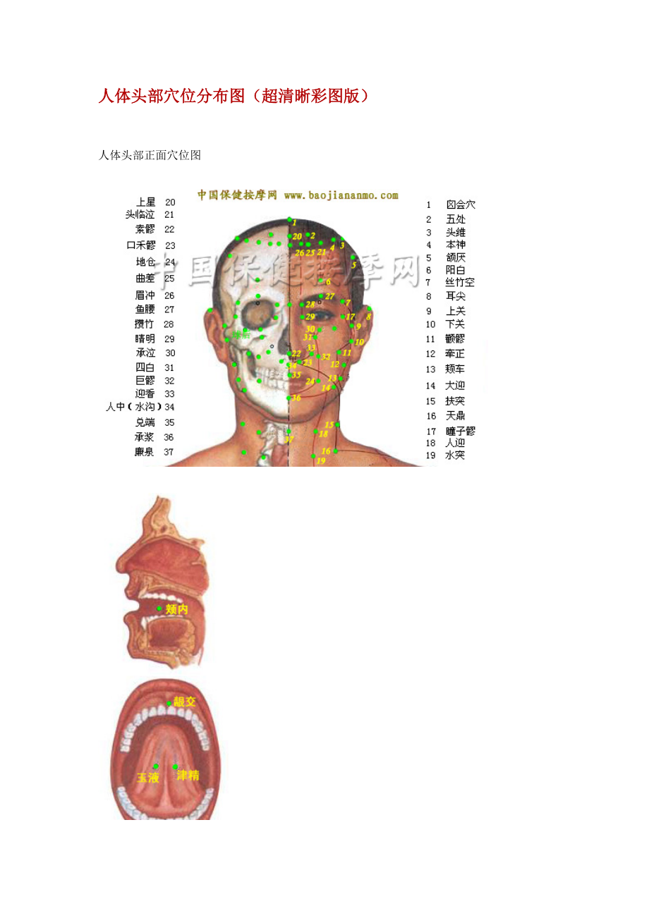 人体头部结构图及功能图片