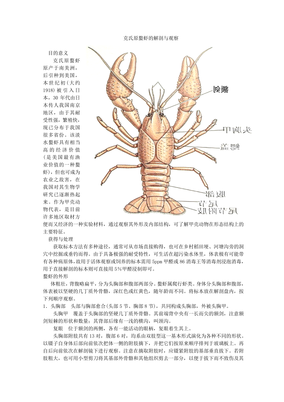 解剖虾 步骤图片