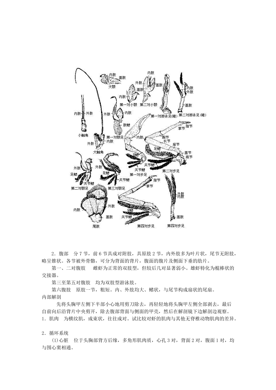 生物竞赛实验克氏原螯虾的解剖与观察