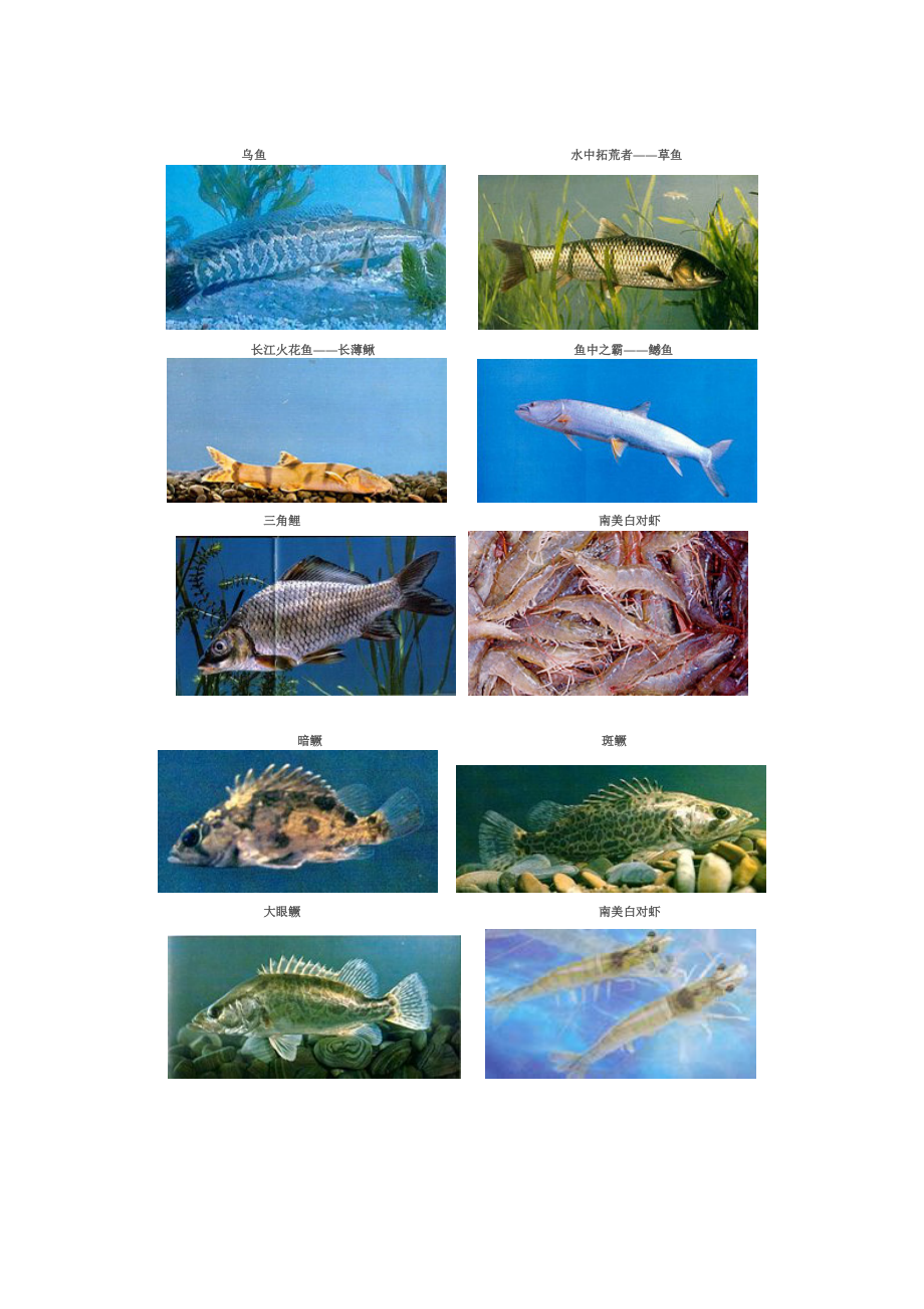 淡水鱼品种彩图