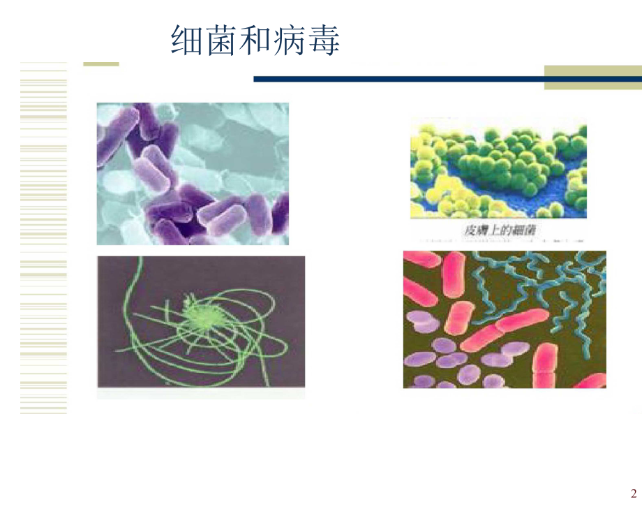 冀教版小學(xué)科學(xué)六年級上冊《細(xì)菌和病毒》完整_第1頁