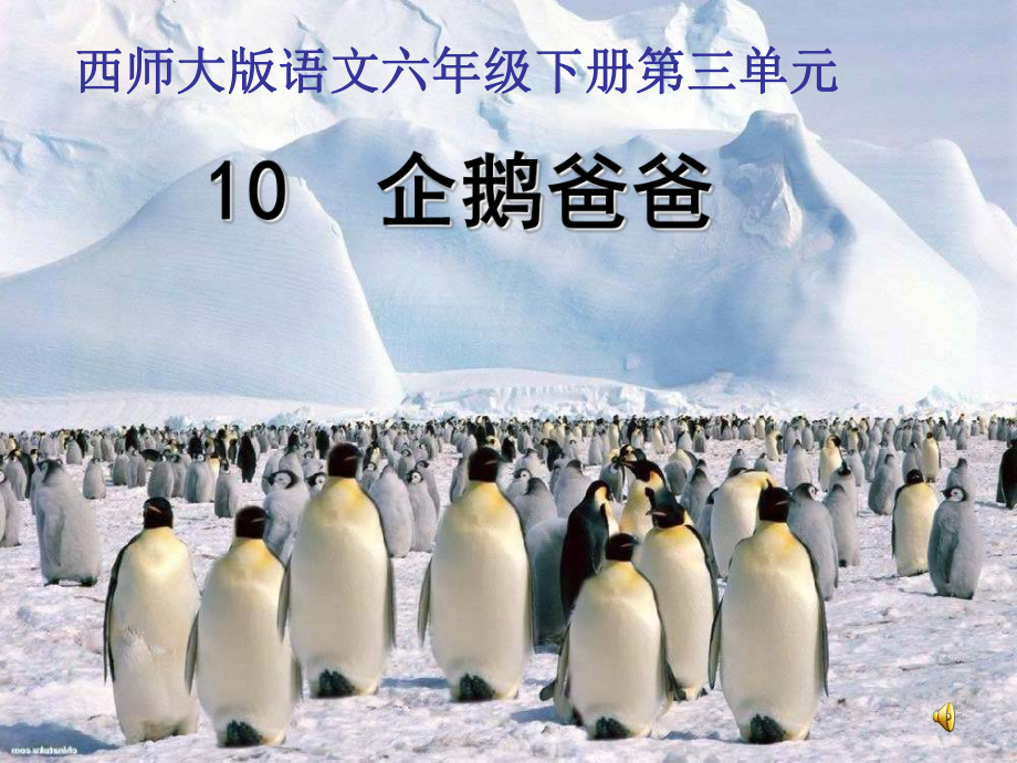 西南师大版六年级语文下册三单元10企鹅爸爸课件4_第1页