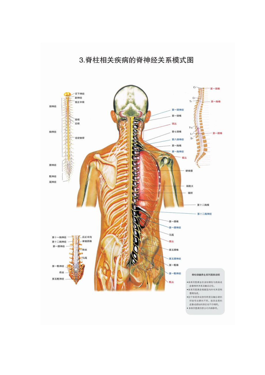 脊柱动脉、神经分布图图片