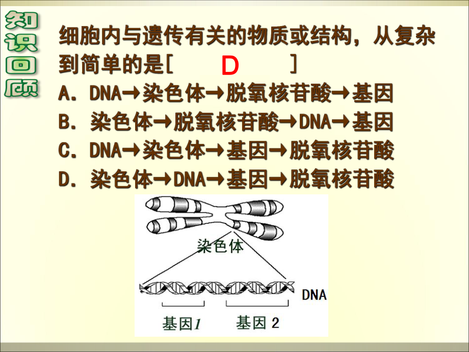 基因指导蛋白质的合成_第1页