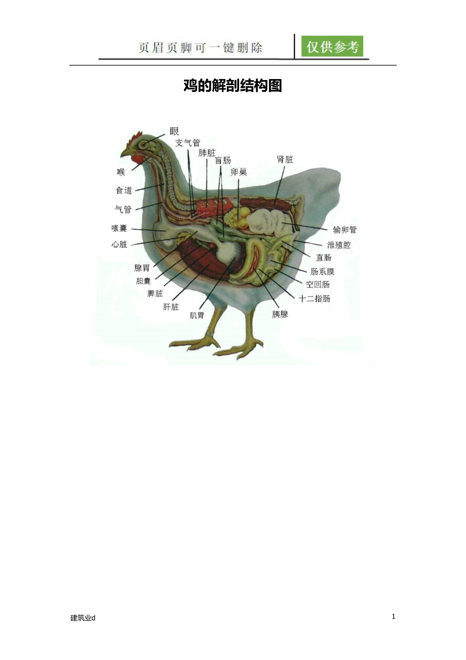 鸡的解剖图片