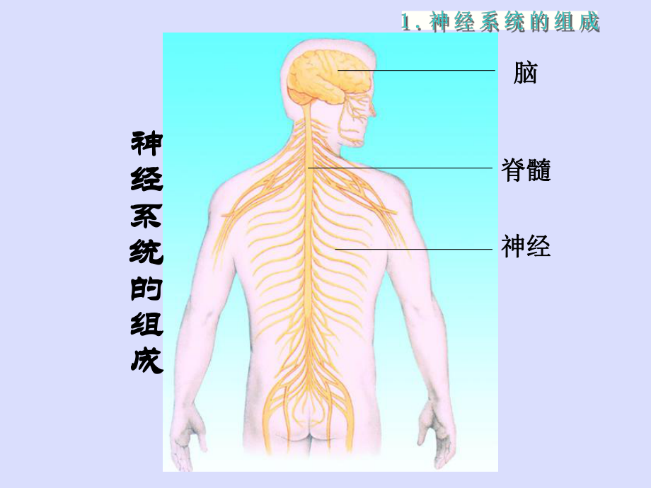 蘇科版人體的神經調節