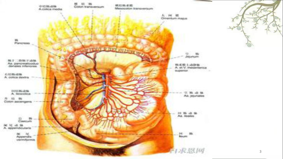 肠系膜根部图片