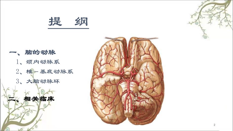 腦動脈的解剖課件