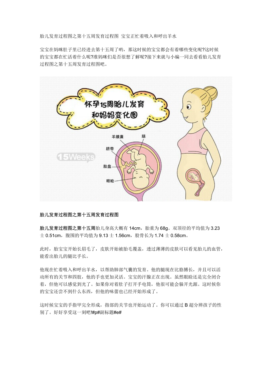 胎儿发育过程图之第十五周发育过程图