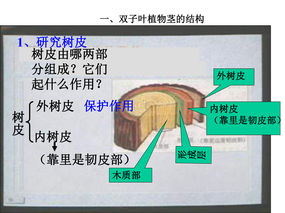 根木质部和韧皮部图图片