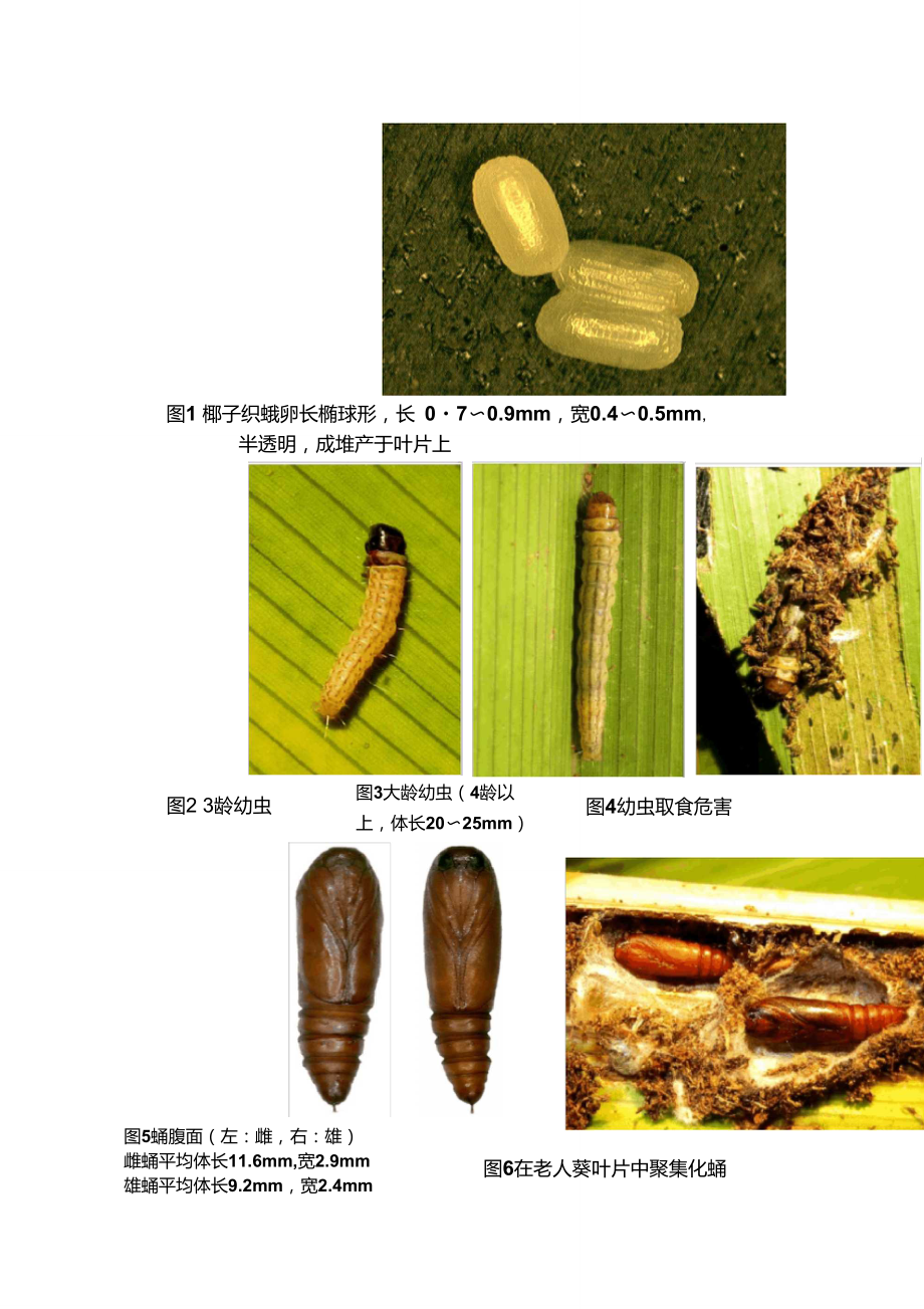 椰子织蛾图片