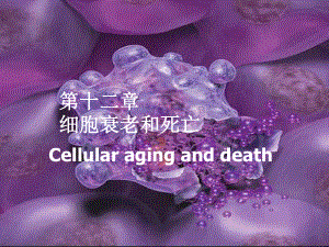 医学细胞生物学第十二章细胞的衰老和死亡