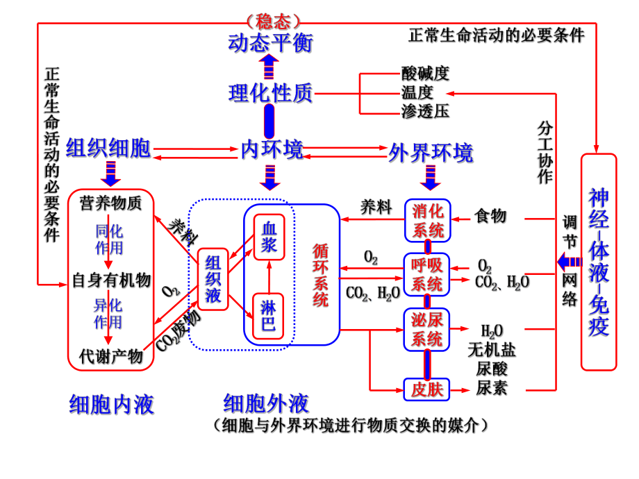 内环境稳态的调节思维导图.ppt_第1页