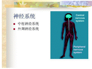 生理学教学课件：神经系统