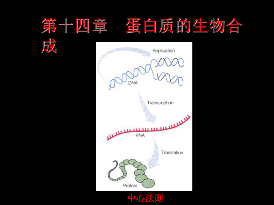 生物化學：第十四章 蛋白質(zhì)的生物合成_第1頁