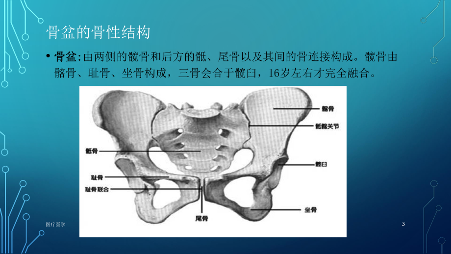 骨盆图片解剖图及标注图片